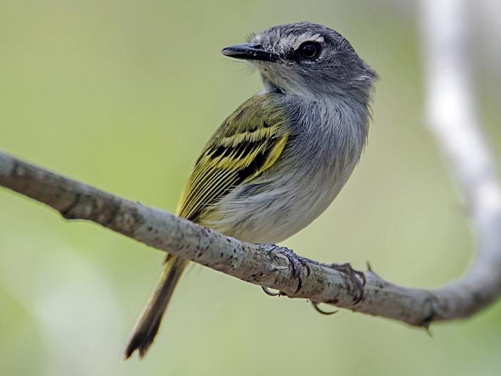 Slaty-headed Tody-Flycatcher