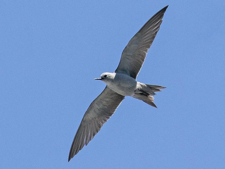 Blue Noddy