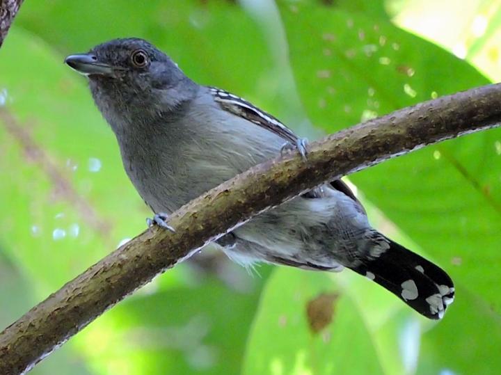 Northern Slaty Antshrike