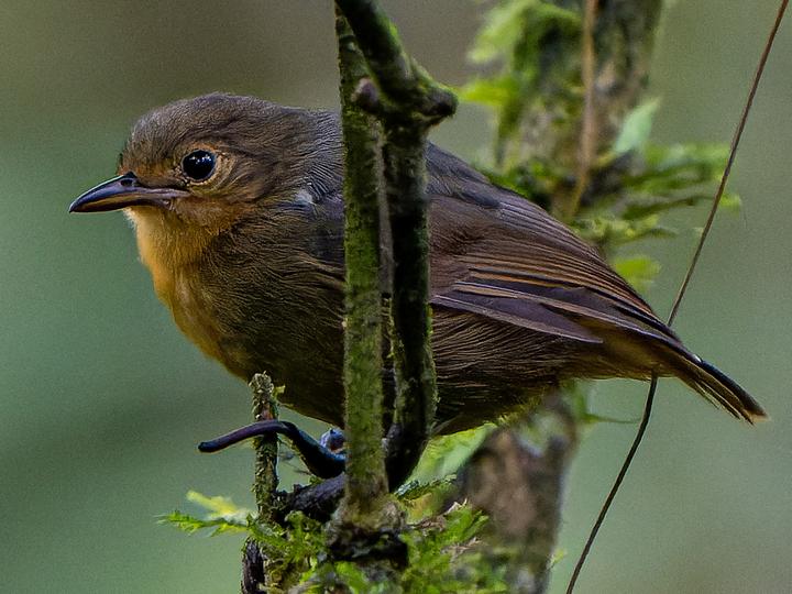 Slaty Antwren