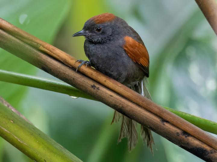 Slaty Spinetail