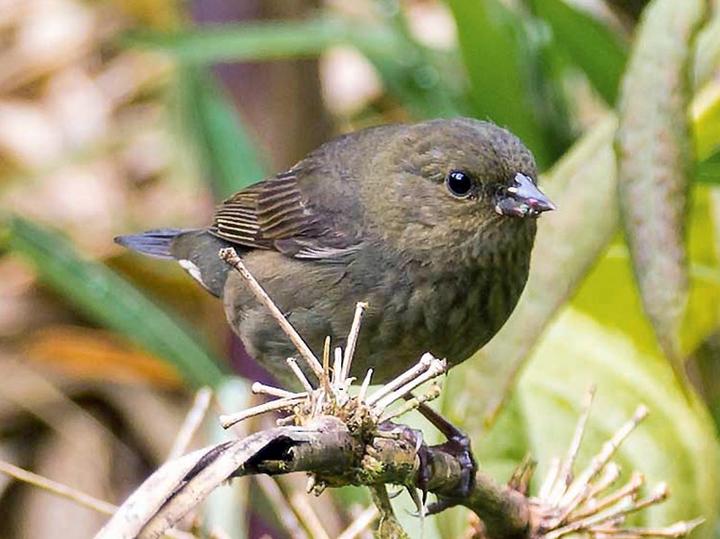 Slaty Finch