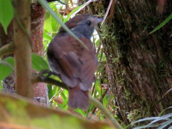Slaty Gnateater