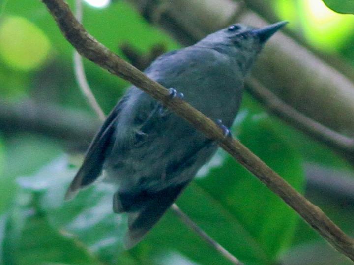 Vanikoro Monarch