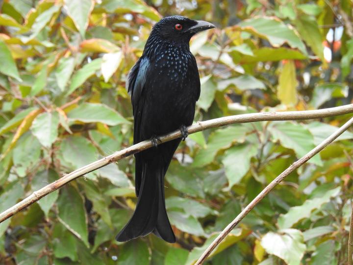 Spangled Drongo