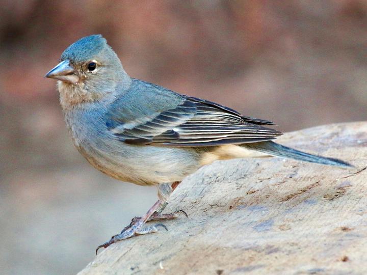 Tenerife Blue Chaffinch