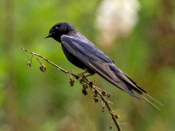 Blue Swallow