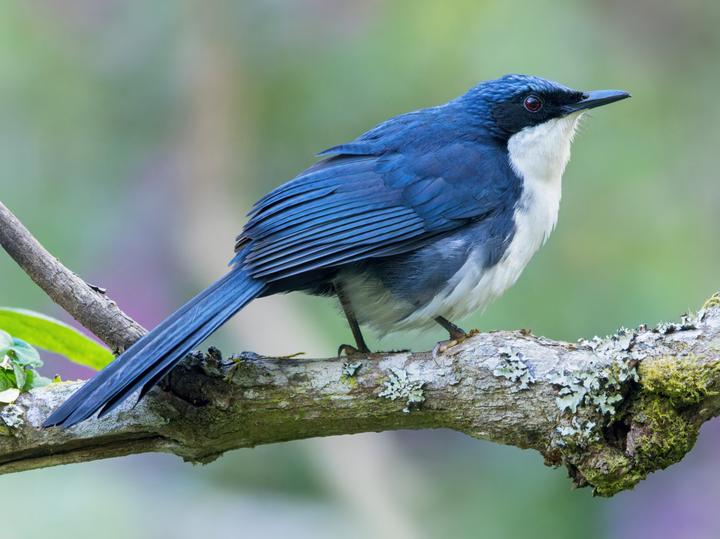 Blue-and-white Mockingbird