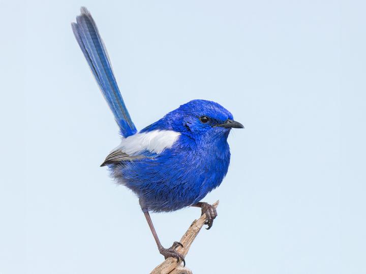 White-winged Fairywren