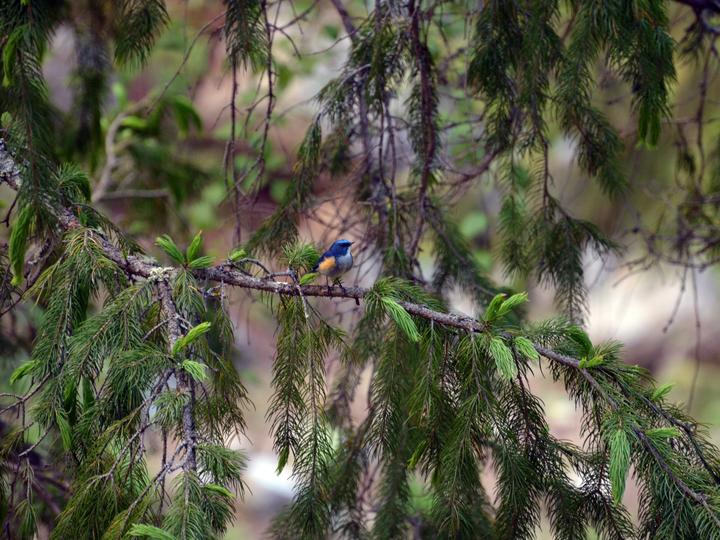Himalayan Bluetail