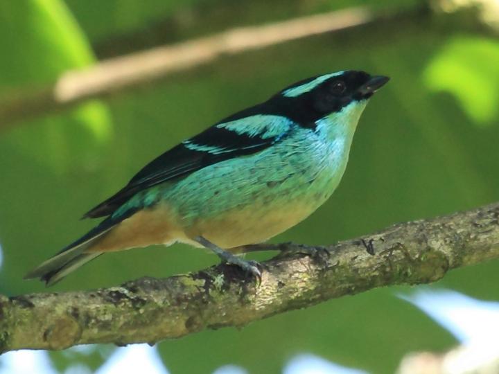 Blue-browed Tanager
