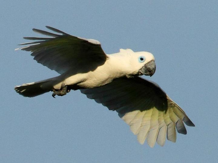 蓝眼凤头鹦鹉