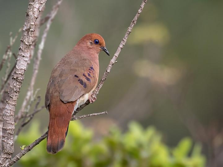 Blue-eyed Ground Dove