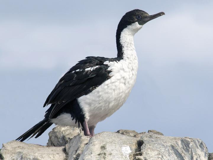 Imperial Shag