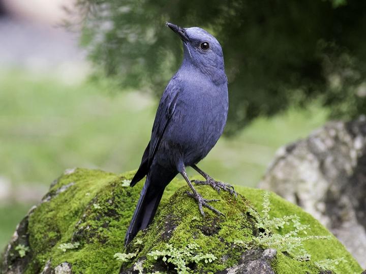 Blue Rock Thrush