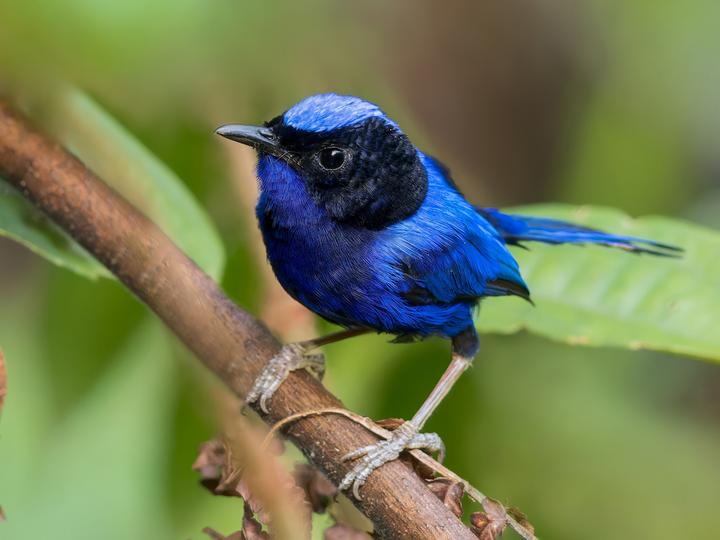 Emperor Fairywren
