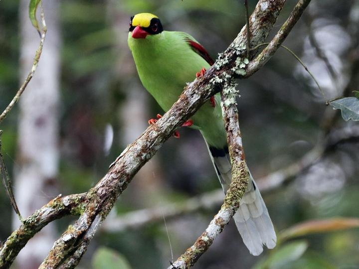 Common Green Magpie