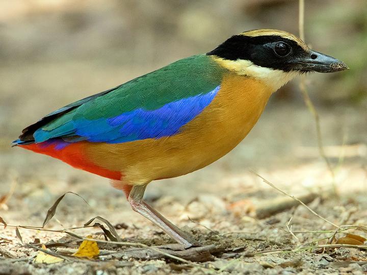 Blue-winged Pitta