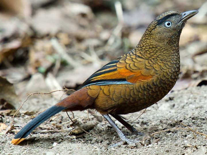 Blue-winged Laughingthrush