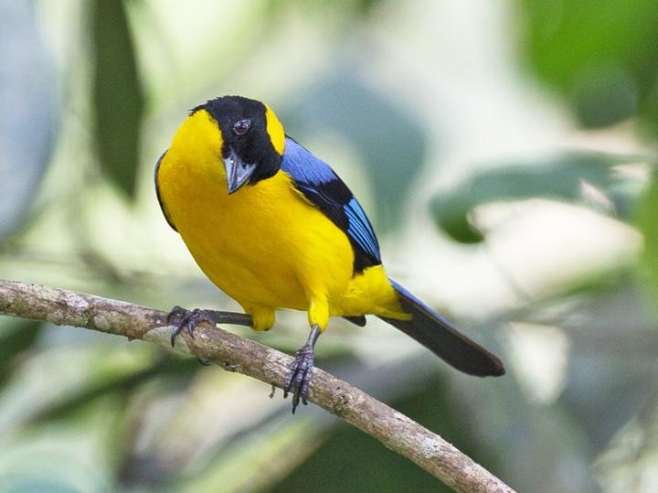 Blue-winged Mountain Tanager