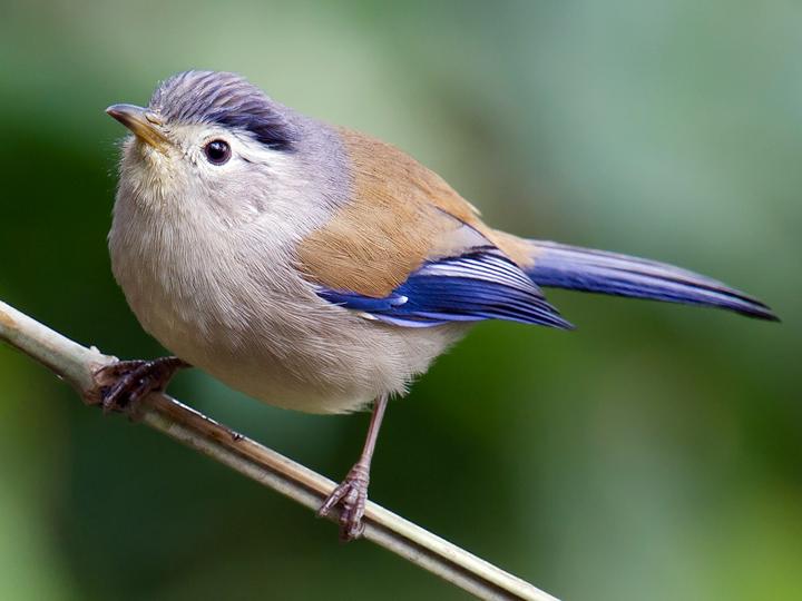 Blue-winged Minla
