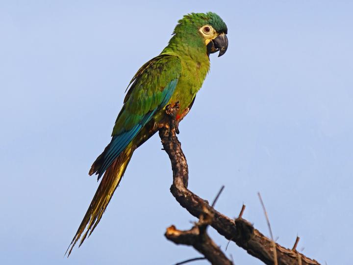 Blue-winged Macaw