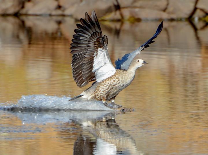 Blue-winged Goose
