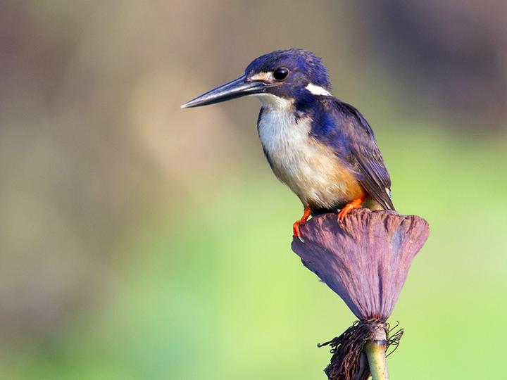 Azure Kingfisher