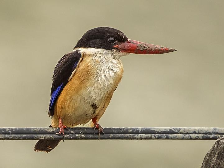 Black-capped Kingfisher