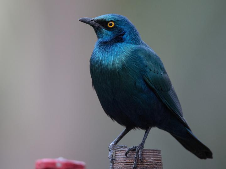 Greater Blue-eared Starling