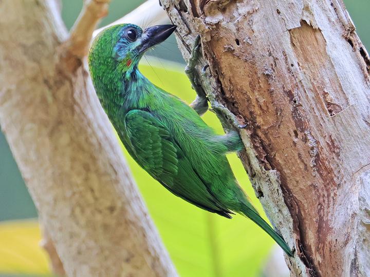 Blue-eared Barbet