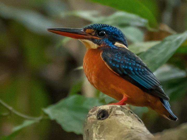 Blue-eared Kingfisher