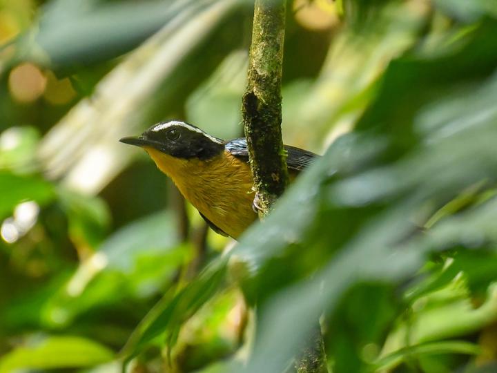 Blue-shouldered Robin-Chat