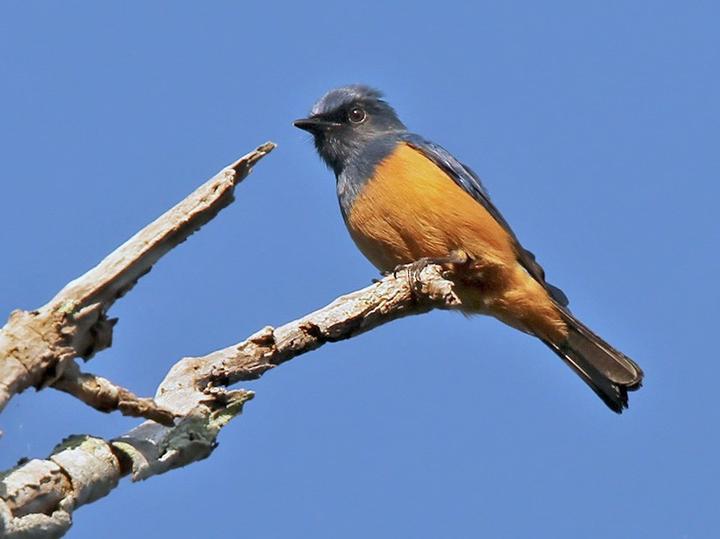 Timor Blue Flycatcher