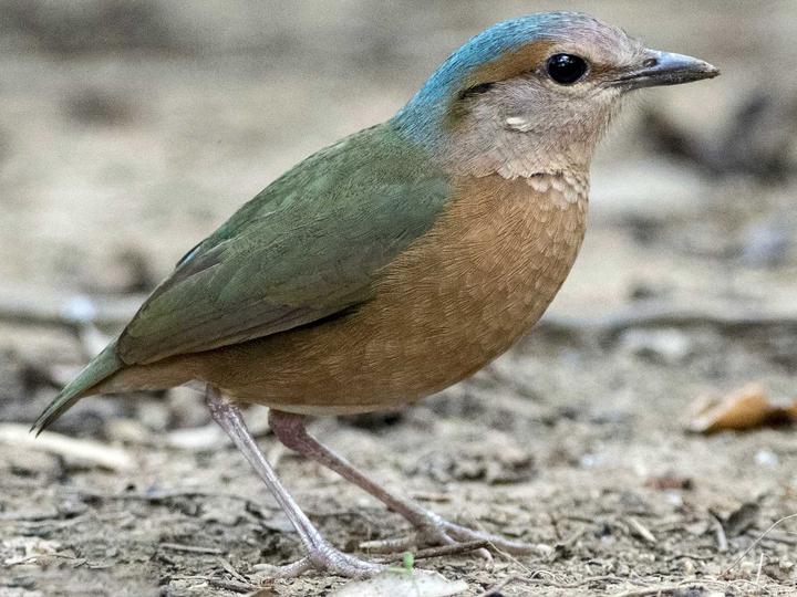 Blue-rumped Pitta
