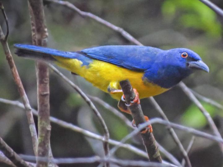 Blue-backed Tanager
