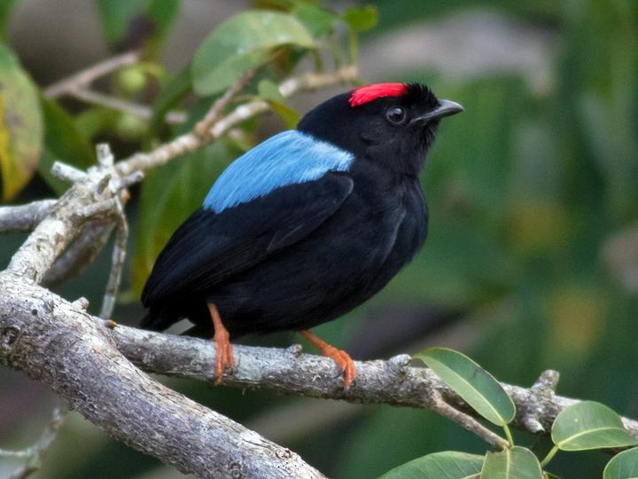 Blue-backed Manakin