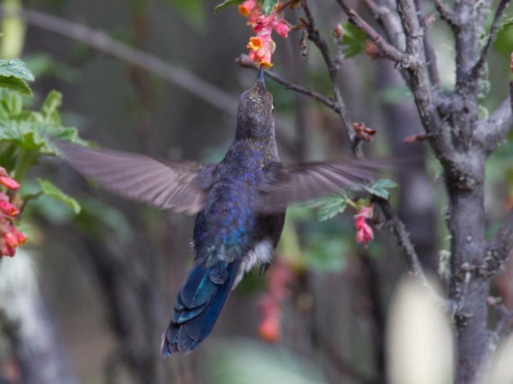 Blue-mantled Thornbill