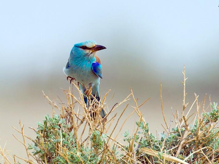 European Roller