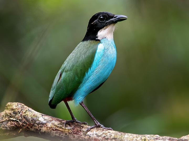 Azure-breasted Pitta