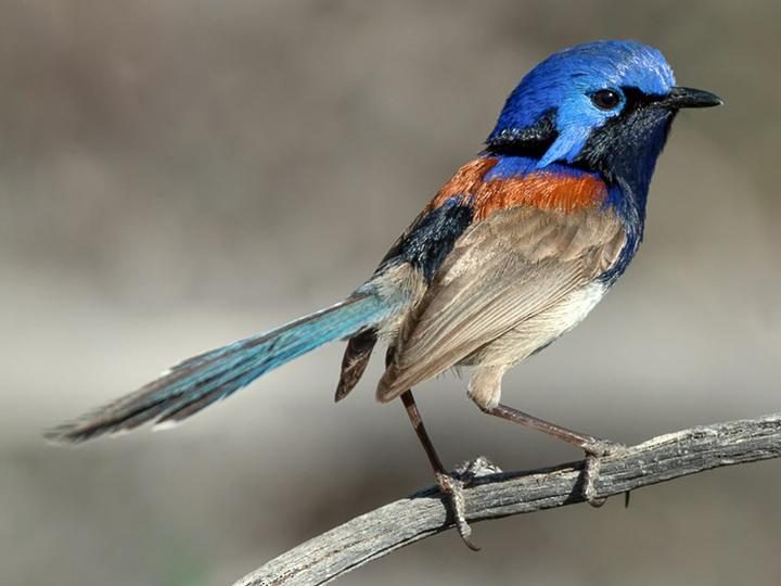Blue-breasted Fairywren