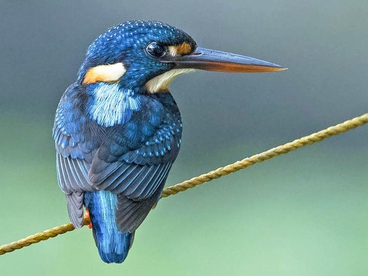Indigo-banded Kingfisher