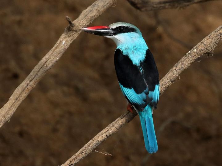 Blue-breasted Kingfisher
