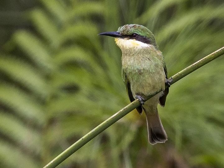 Blue-breasted Bee-eater