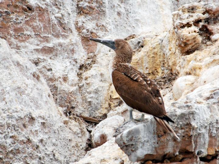 Blue-footed Booby