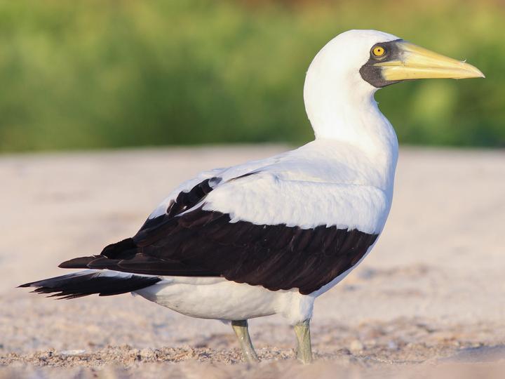 Masked Booby