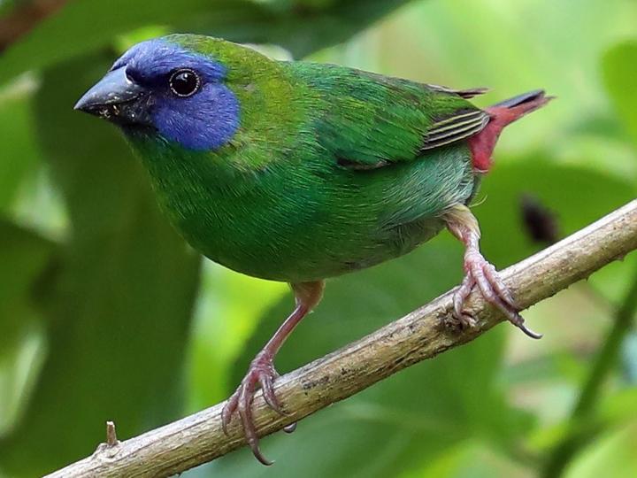Blue-faced Parrotfinch