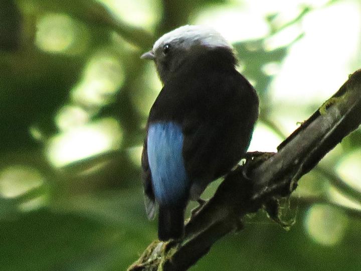 Blue-rumped Manakin