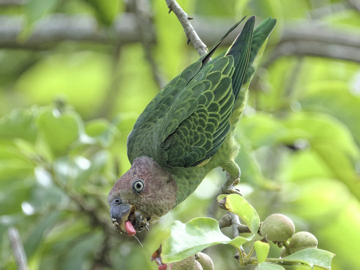 蓝腰鹦鹉