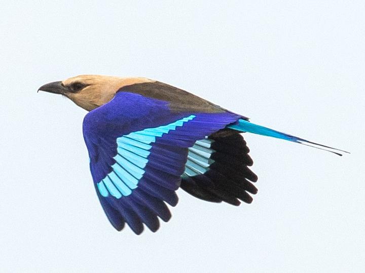 Blue-bellied Roller